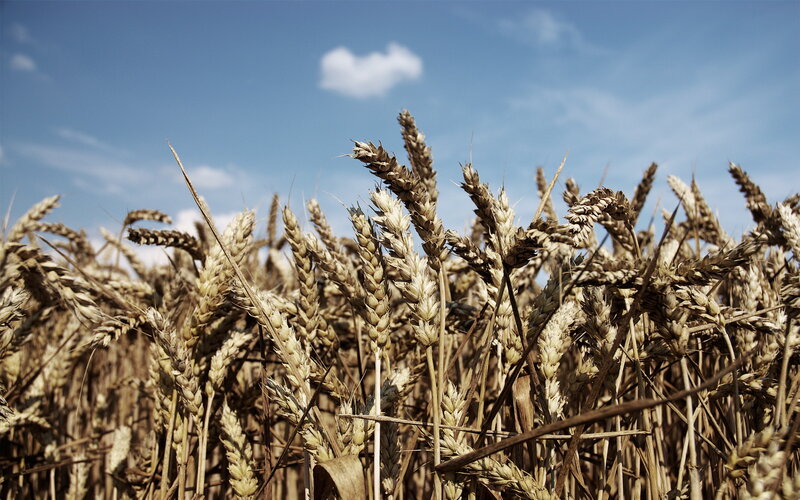 Ripe Wheat Stalks — Blue, Serene