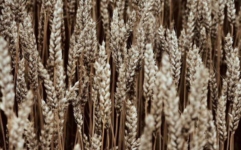Ripe Wheat Stalks — Brown, Calm