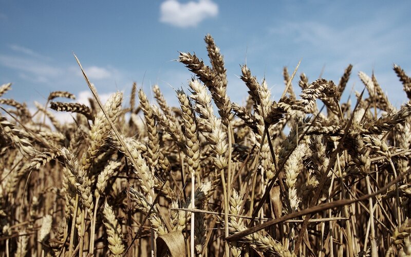 Ripe Wheat Stalks — Brown, Serene, Afternoon