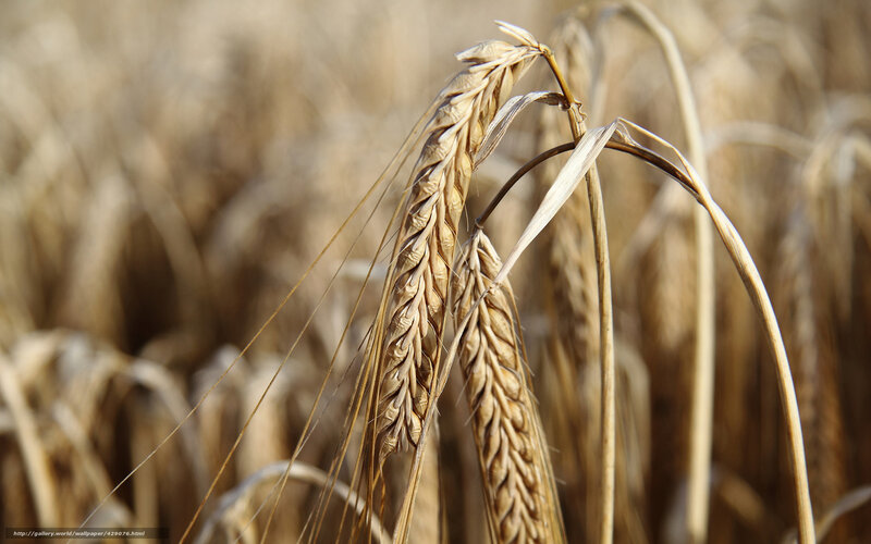 Ripe Wheat Stalks — Brown, Serene