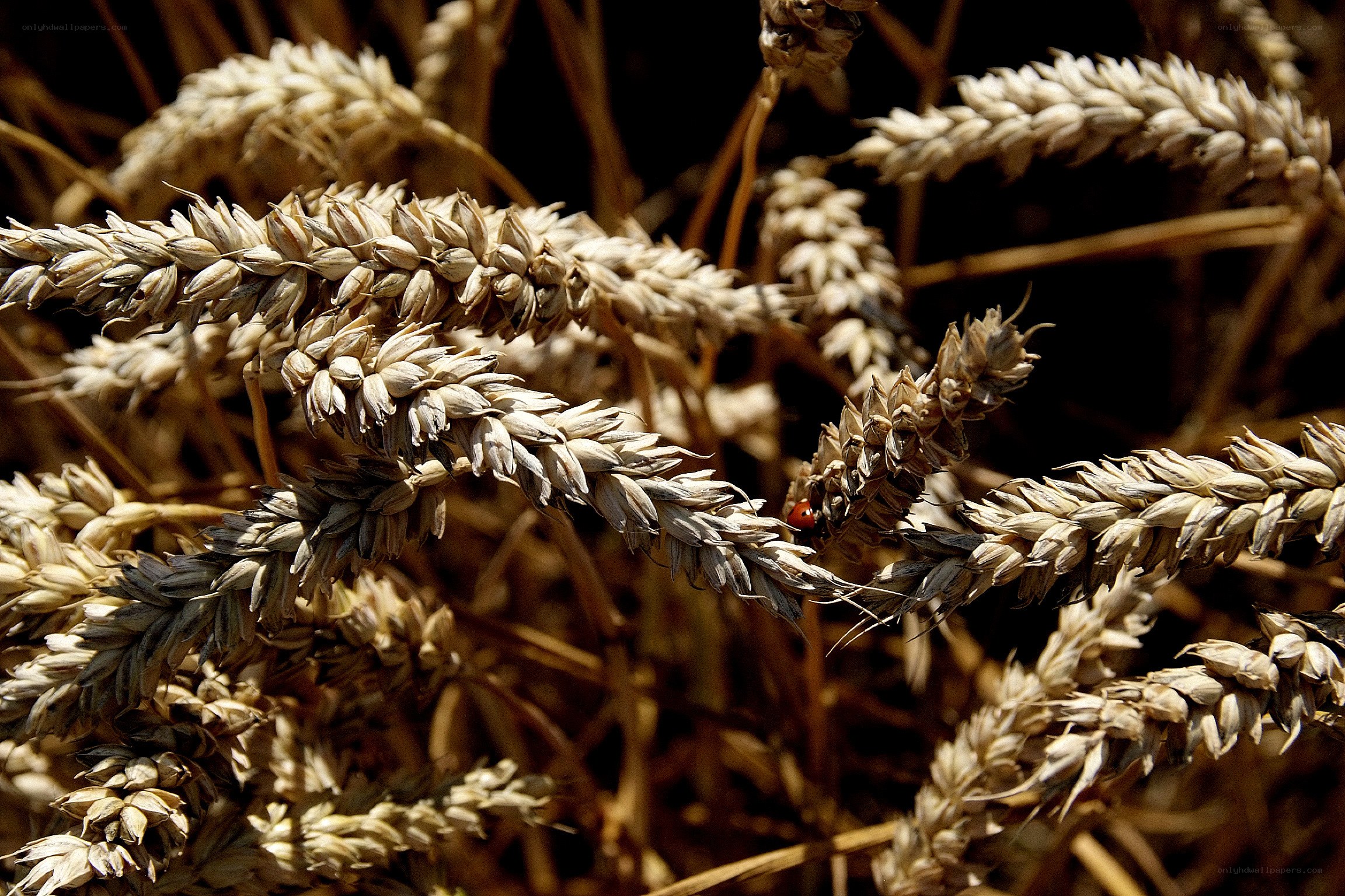 ripe wheat stalks in sunlight