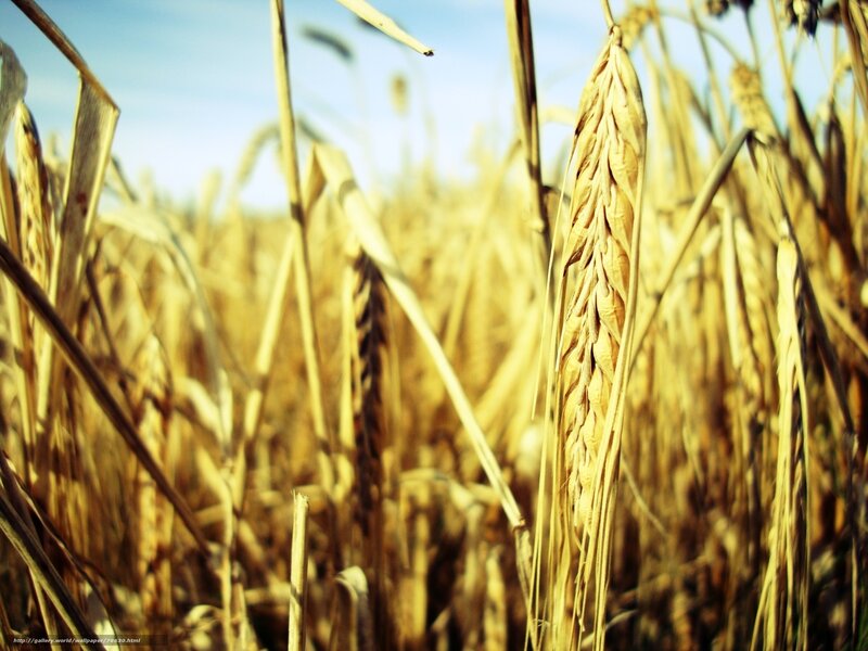 Ripe Wheat Stalks