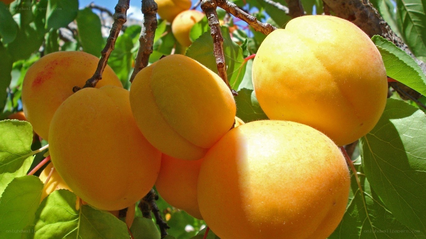 ripening apricots on a tree