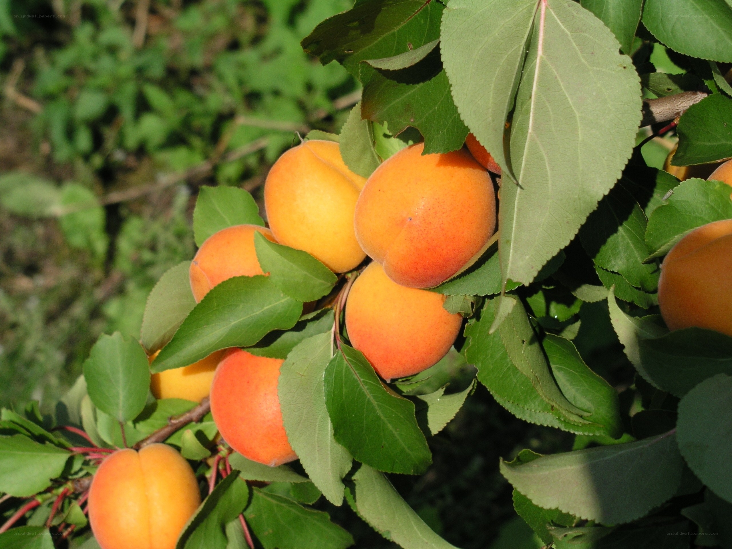 ripening apricots on a tree