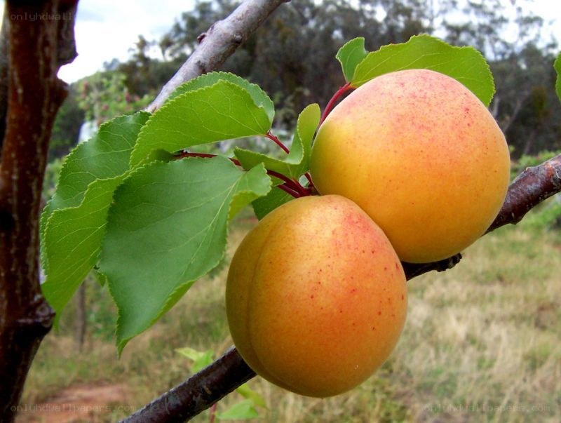 ripening apricots on a tree branch
