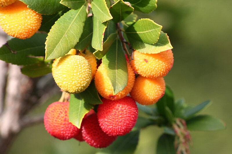 Ripening Bayberries on Branch