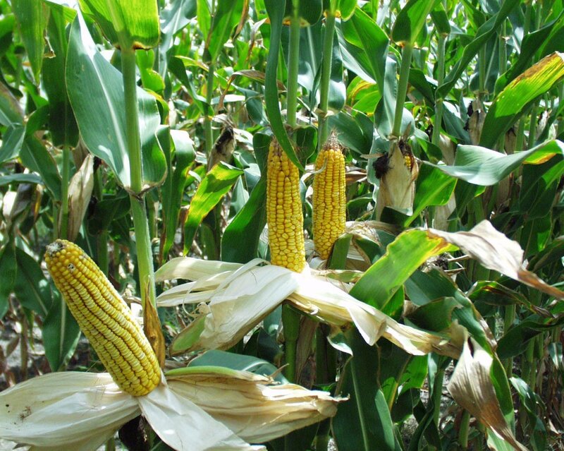 Ripening Corn Cobs