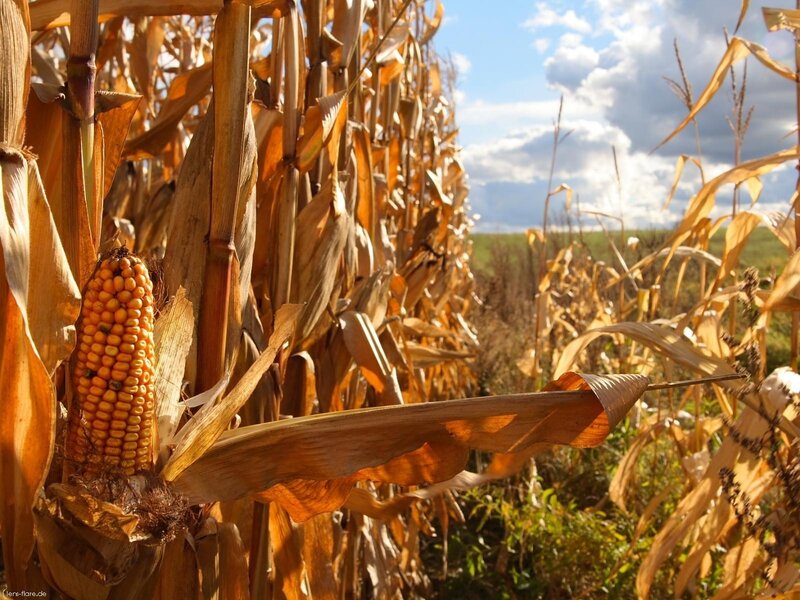 ripening corn in a field