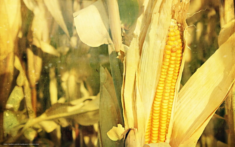 ripening corn in field