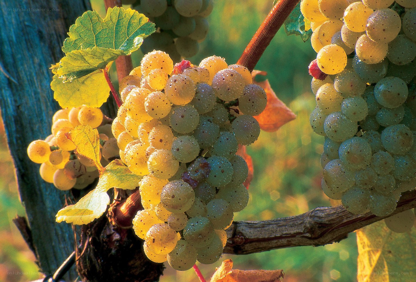 ripening grapes on a vine