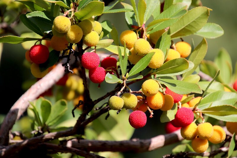 Ripening Strawberries on Branch