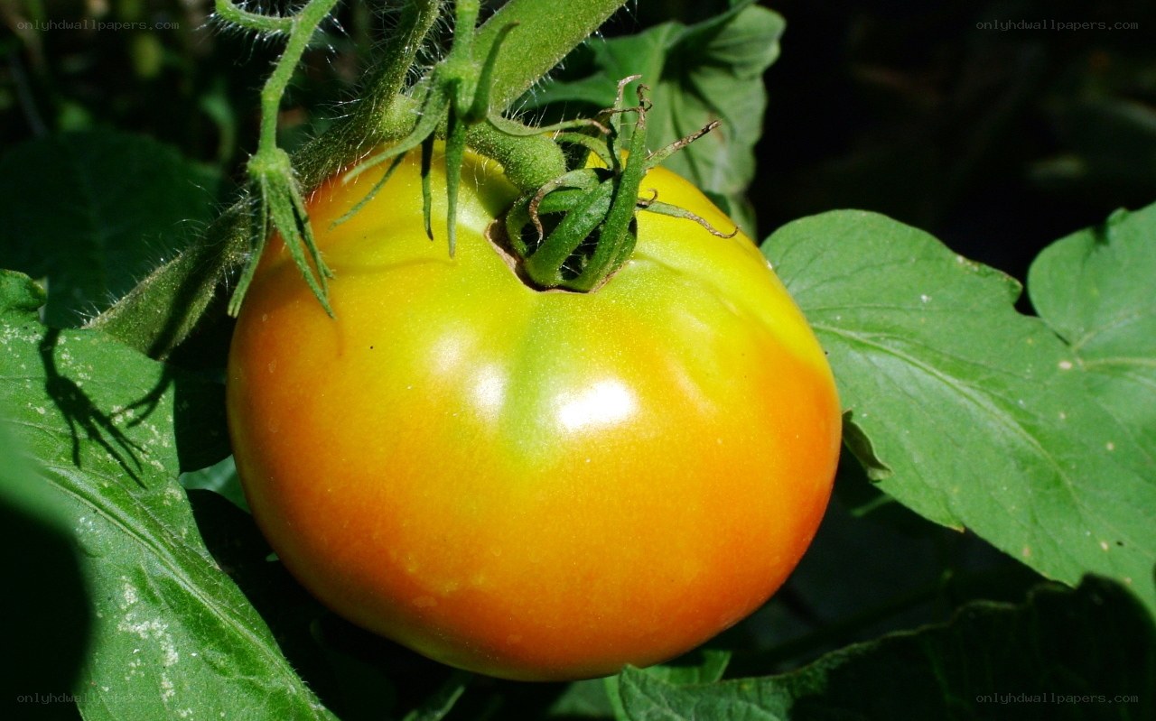 ripening tomato on vine