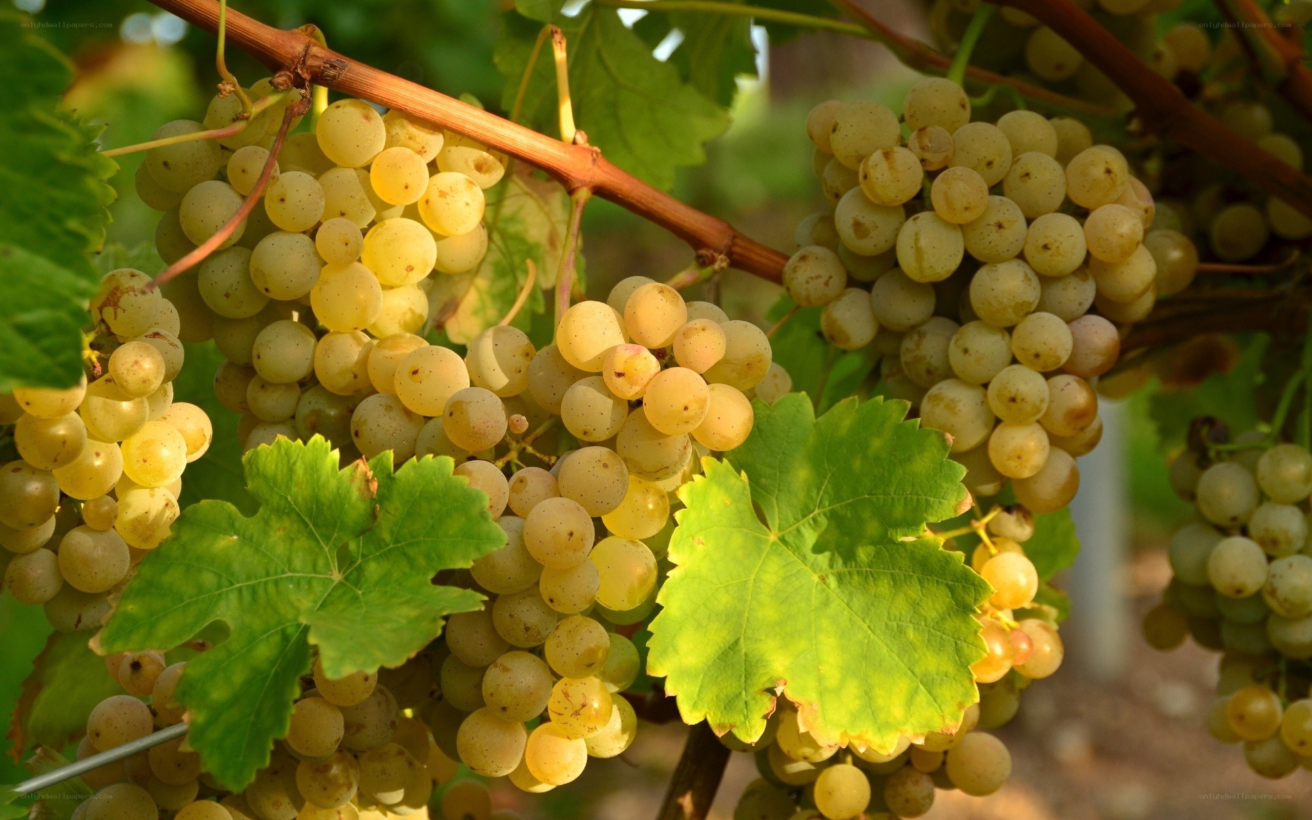 ripening white grapes on vine