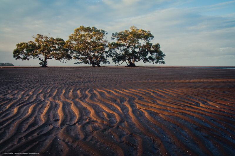 Rippled sand and mangrove trees
