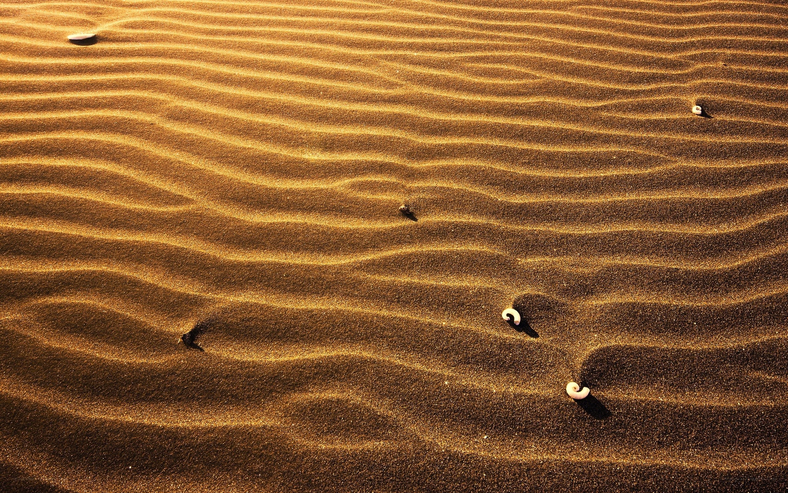 Rippled sand dunes at sunset