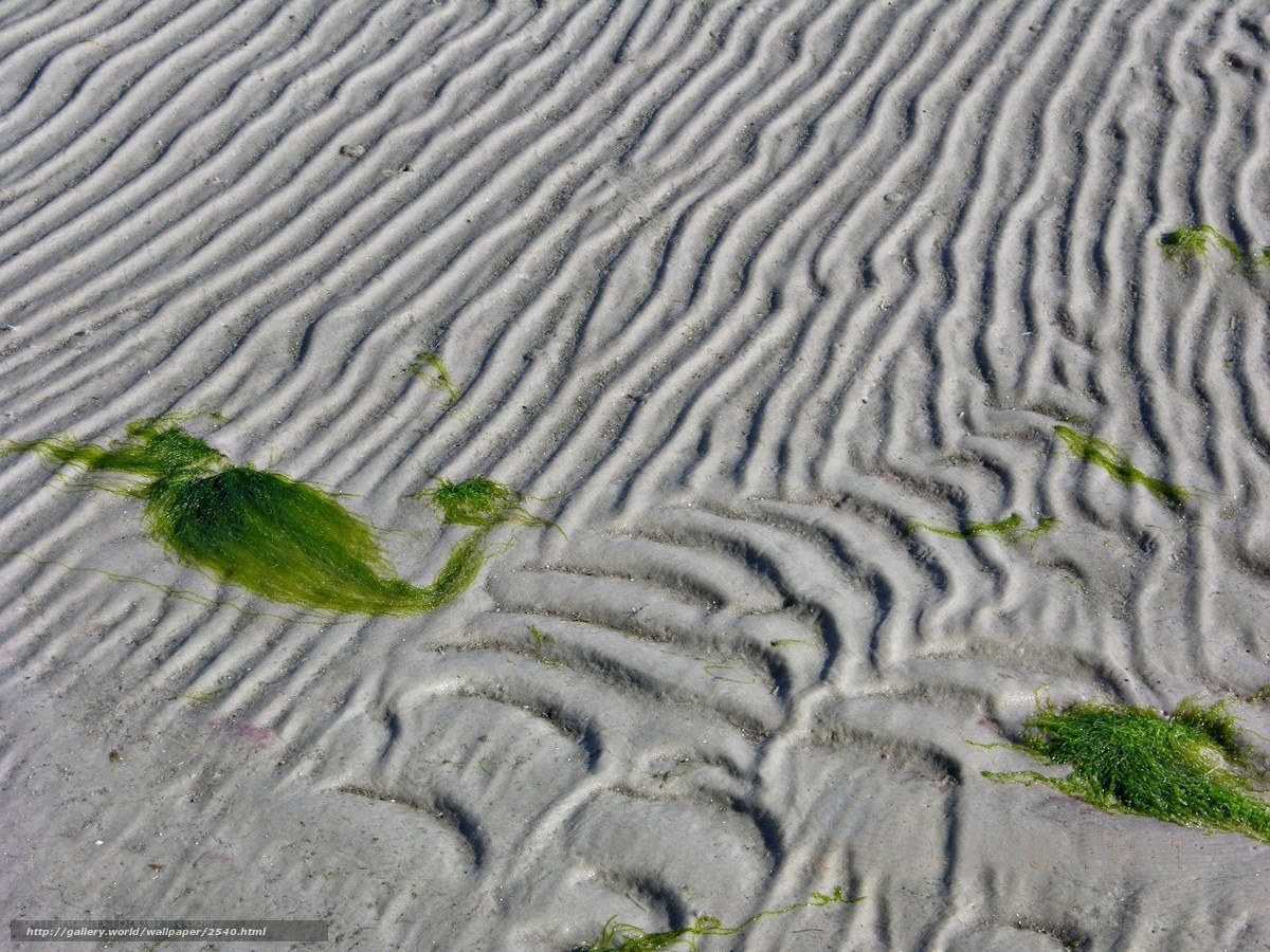 rippled sand with seaweed