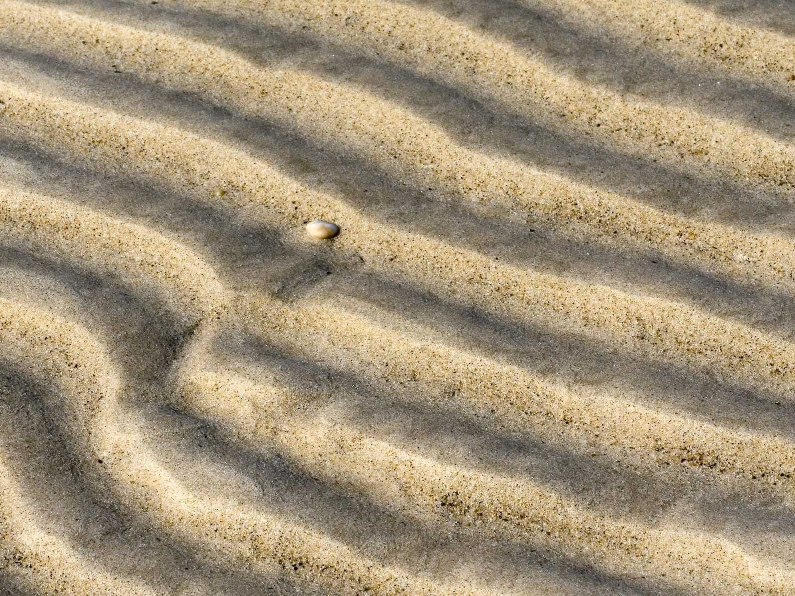 rippled sand with shell