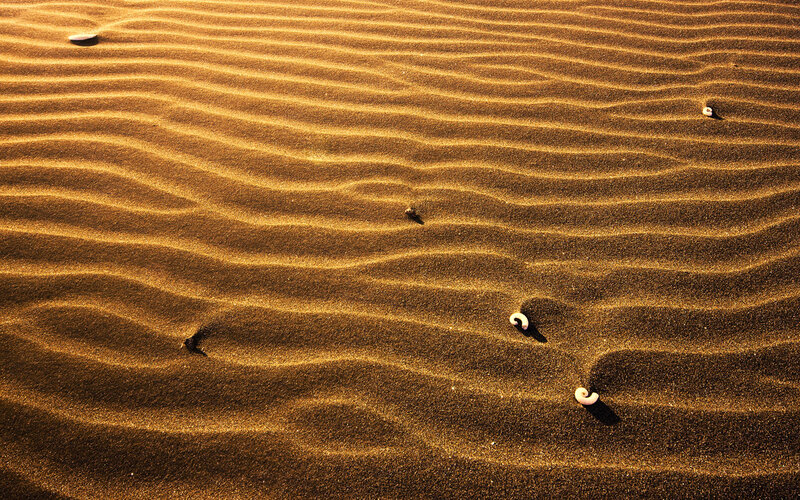 rippled sand with shells