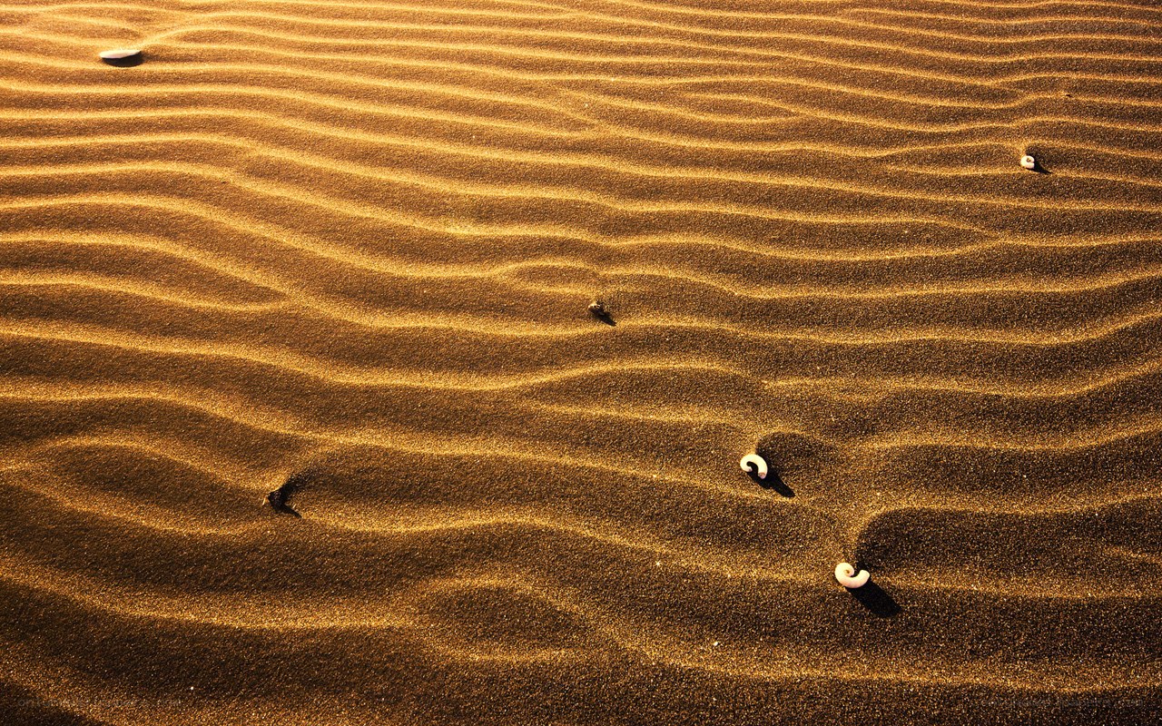 rippled sand with shells