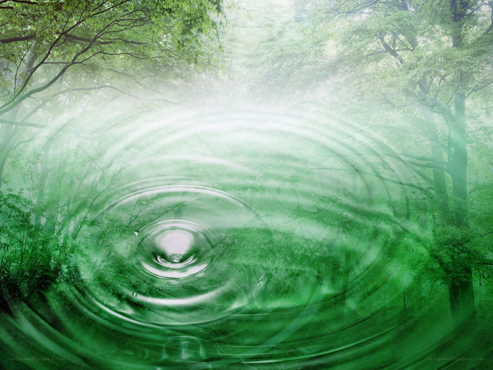 Ripples in a forest pond