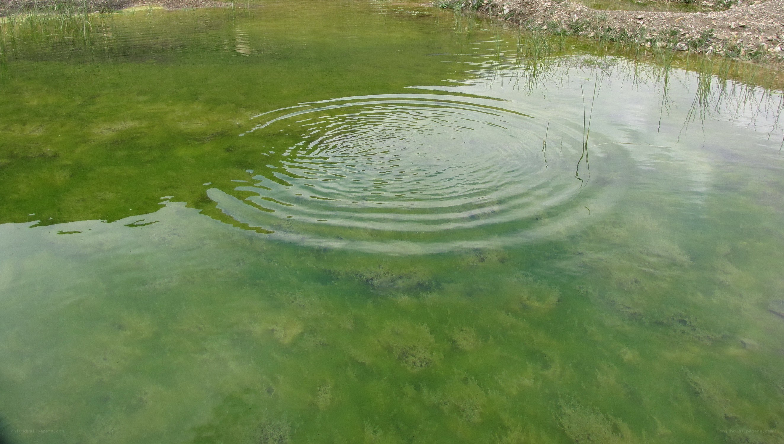ripples in a green pond
