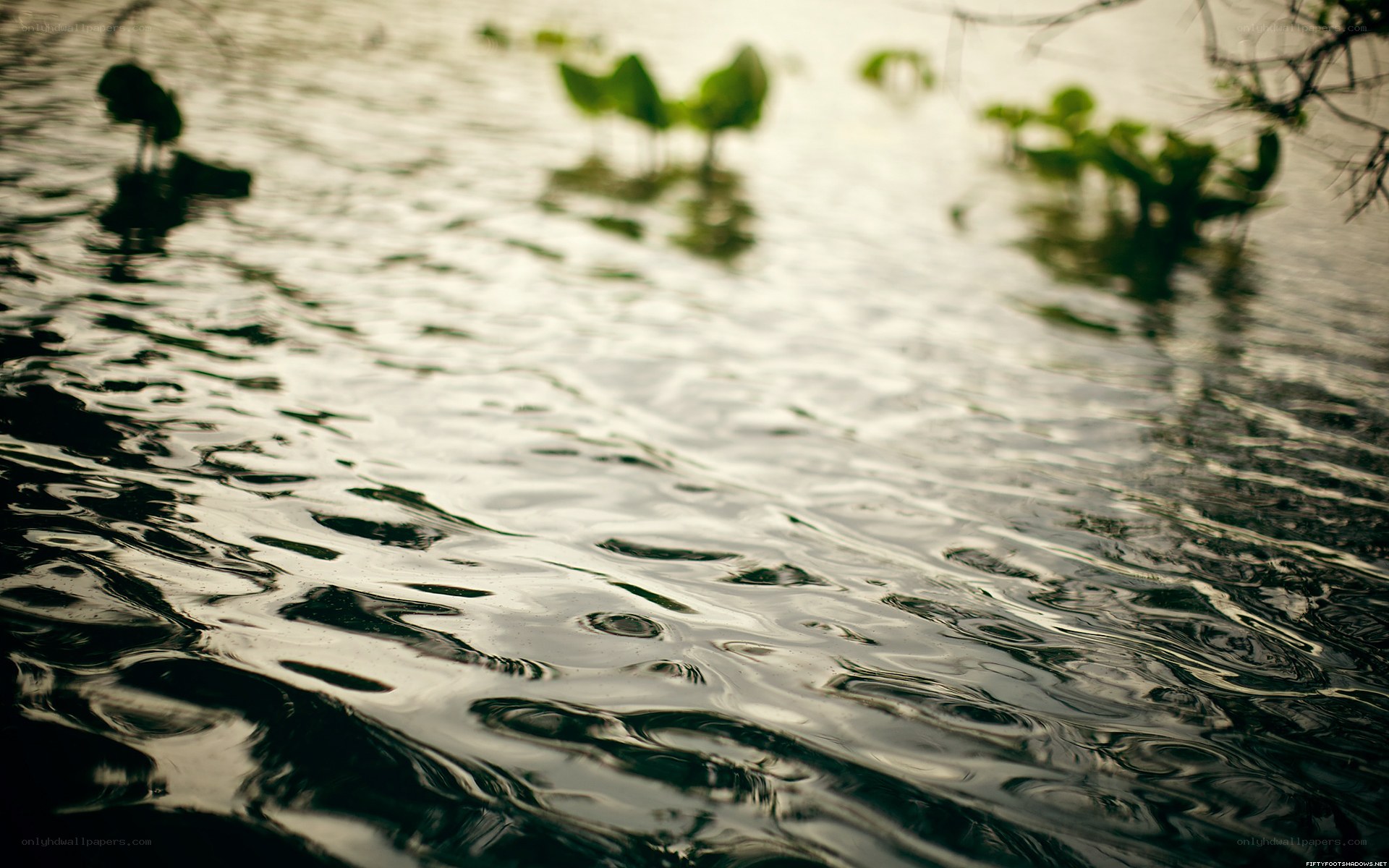 Ripples on a calm water surface
