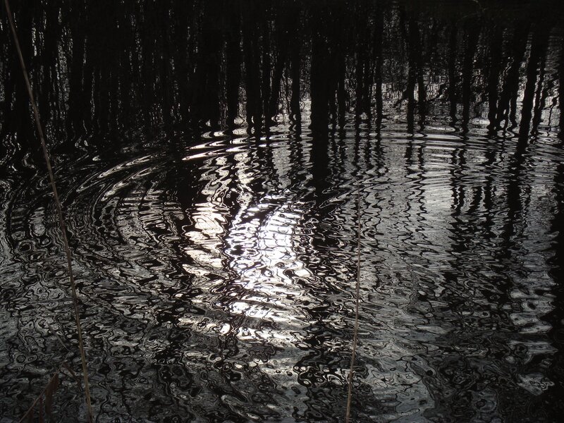 Ripples on a dark water surface