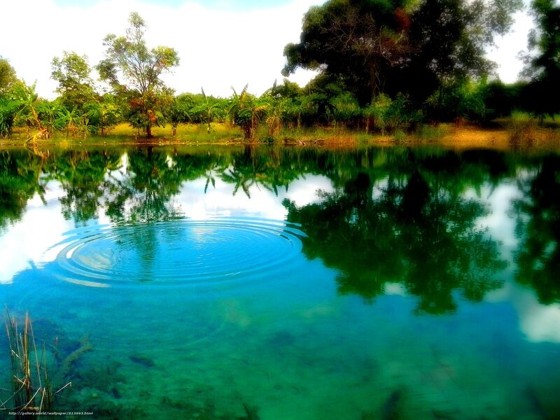 Rippling Pond in Forest