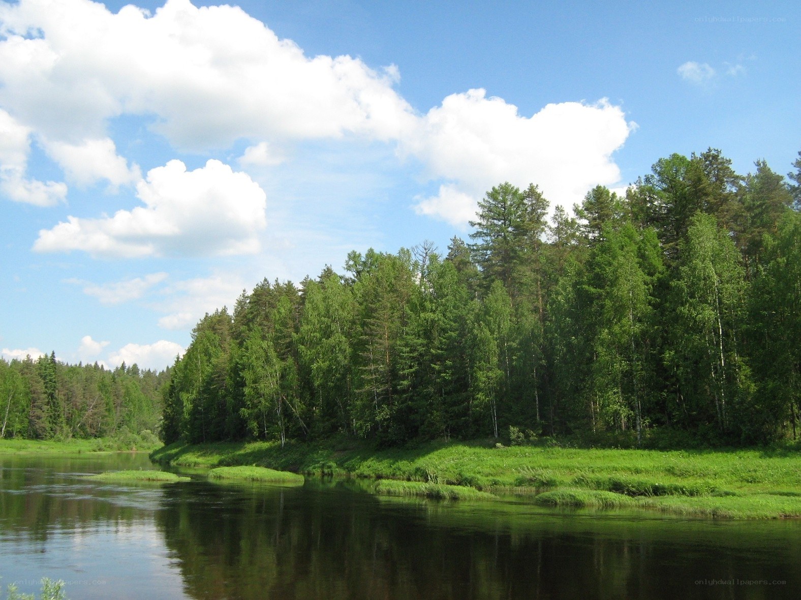 River and forest landscape