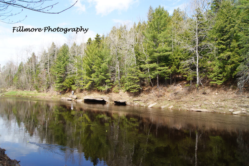River and forest landscape