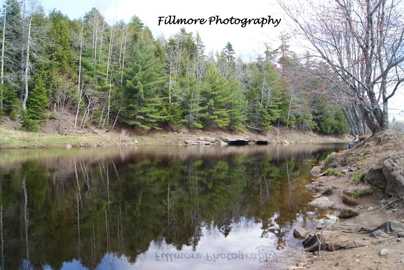 River and forest reflection