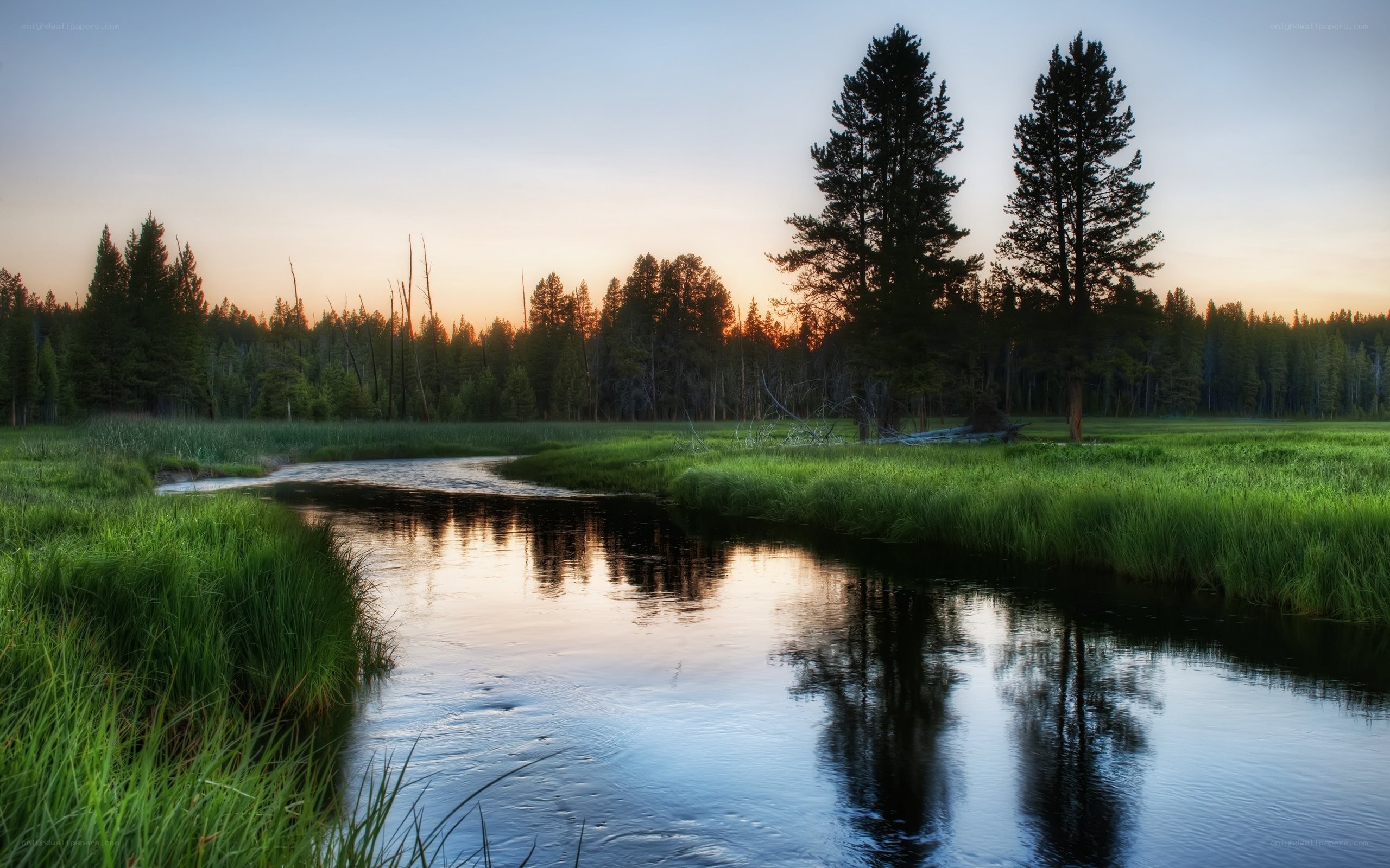River at sunset in a forest