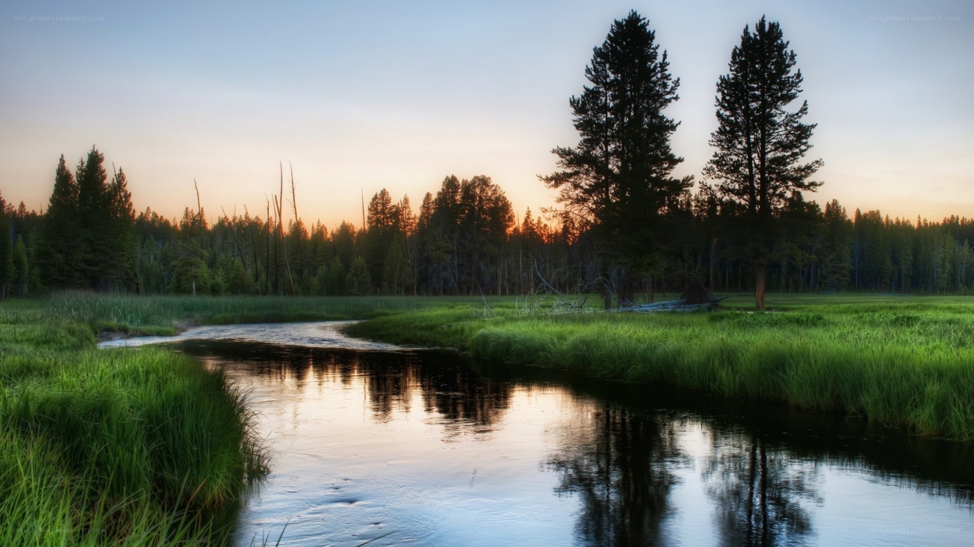 River at sunset in a forest