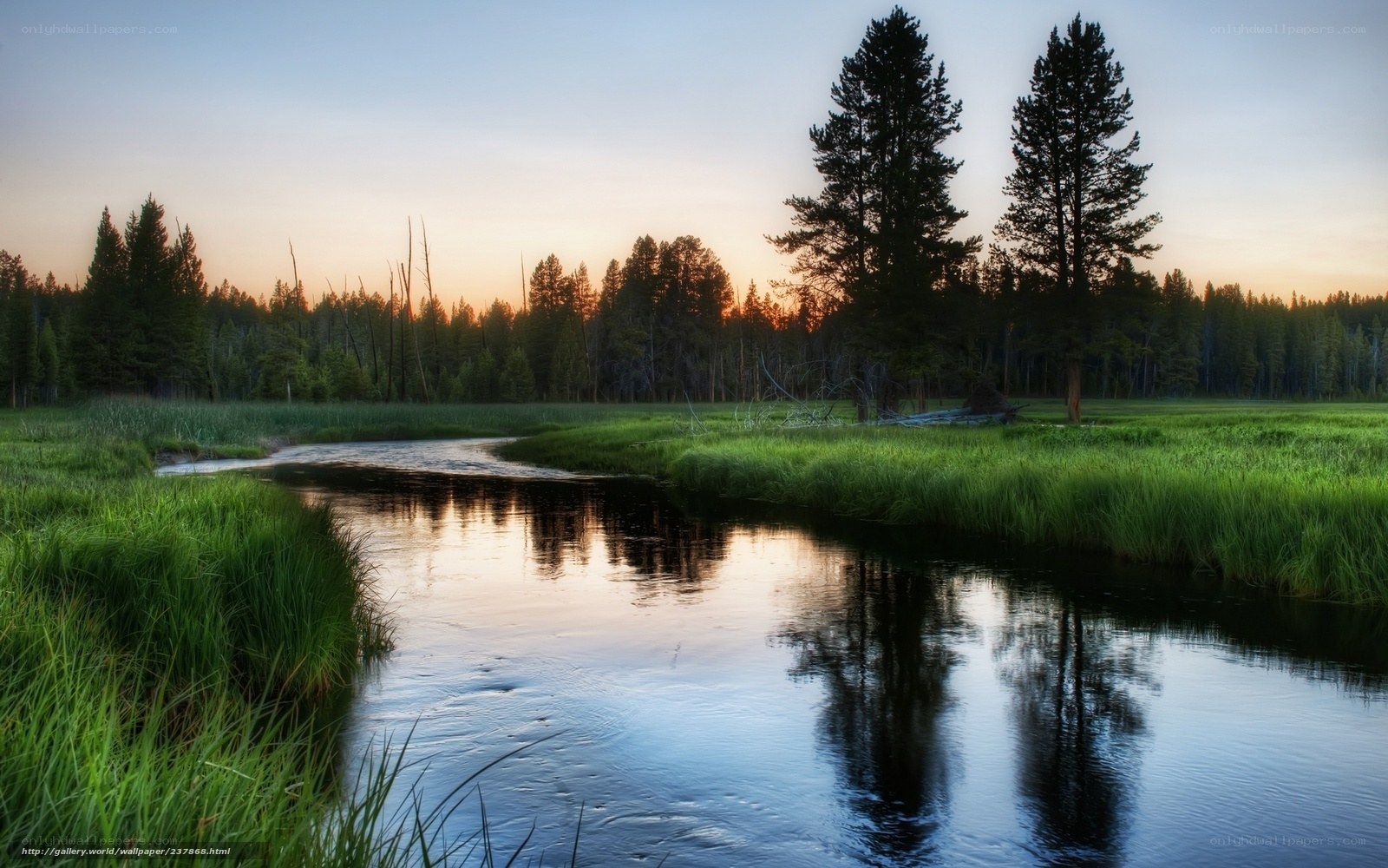River at sunset in forest