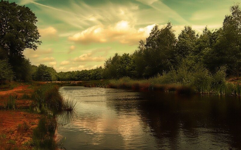 River at sunset in the forest