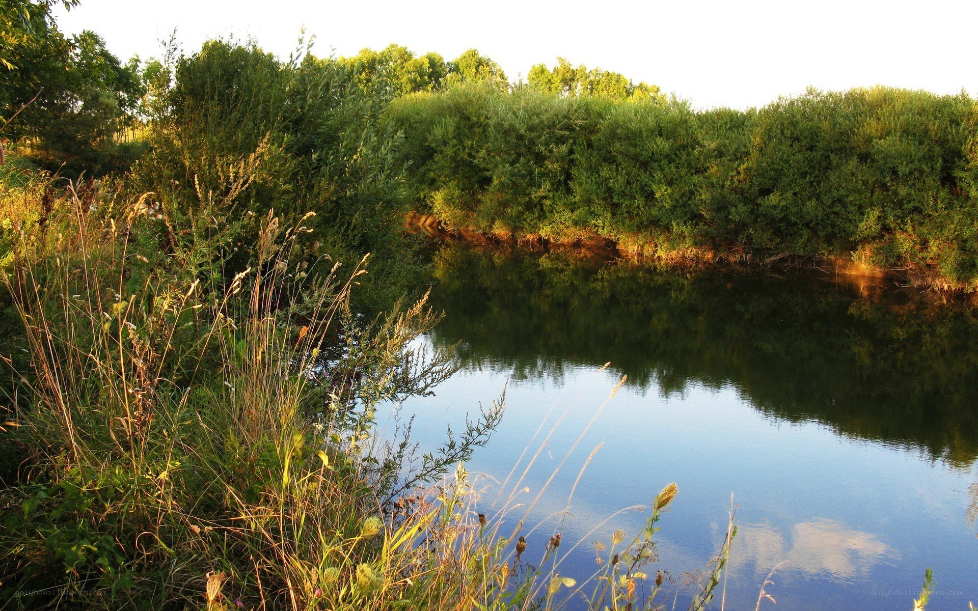 River at sunset with reeds