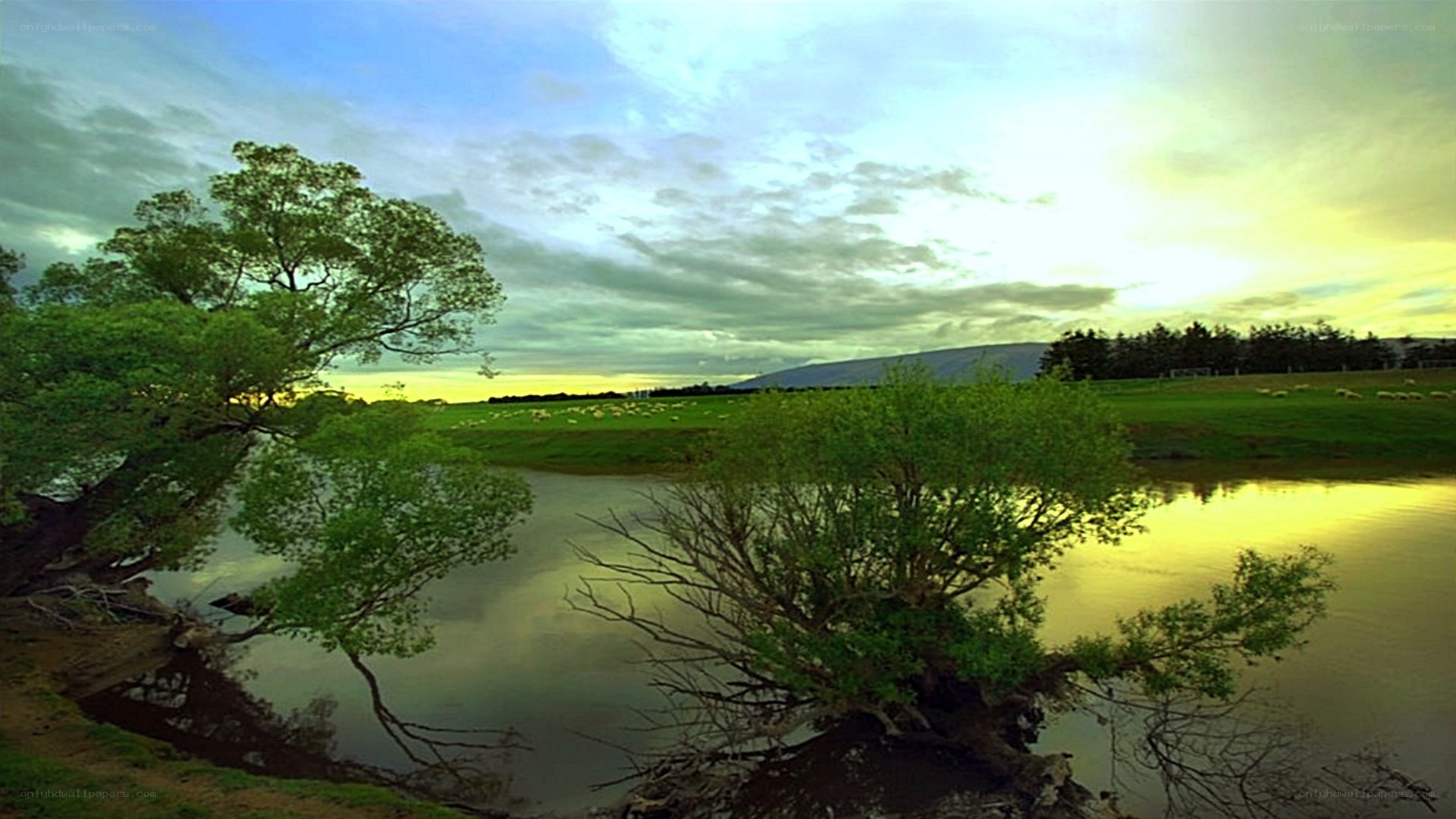 River at sunset with sheep