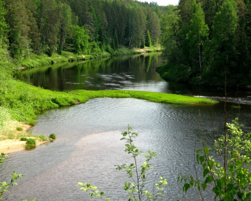 River Bend in Forest — Green, Serene, Summer, Photograph