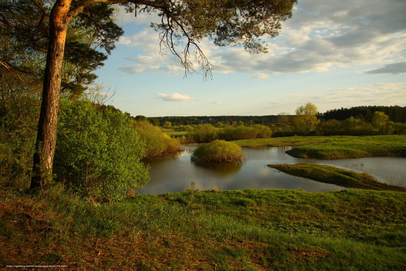 River Bend in Forest — Green, Serene, Sunset, Photograph, Trees