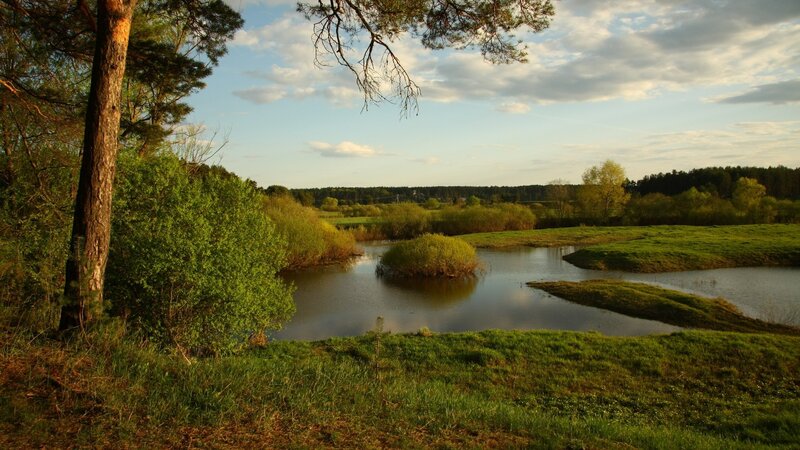 River bend in forest landscape