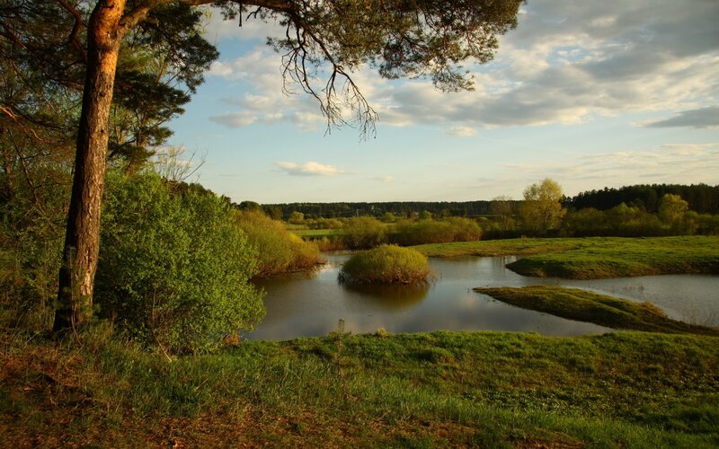River bend in forest landscape