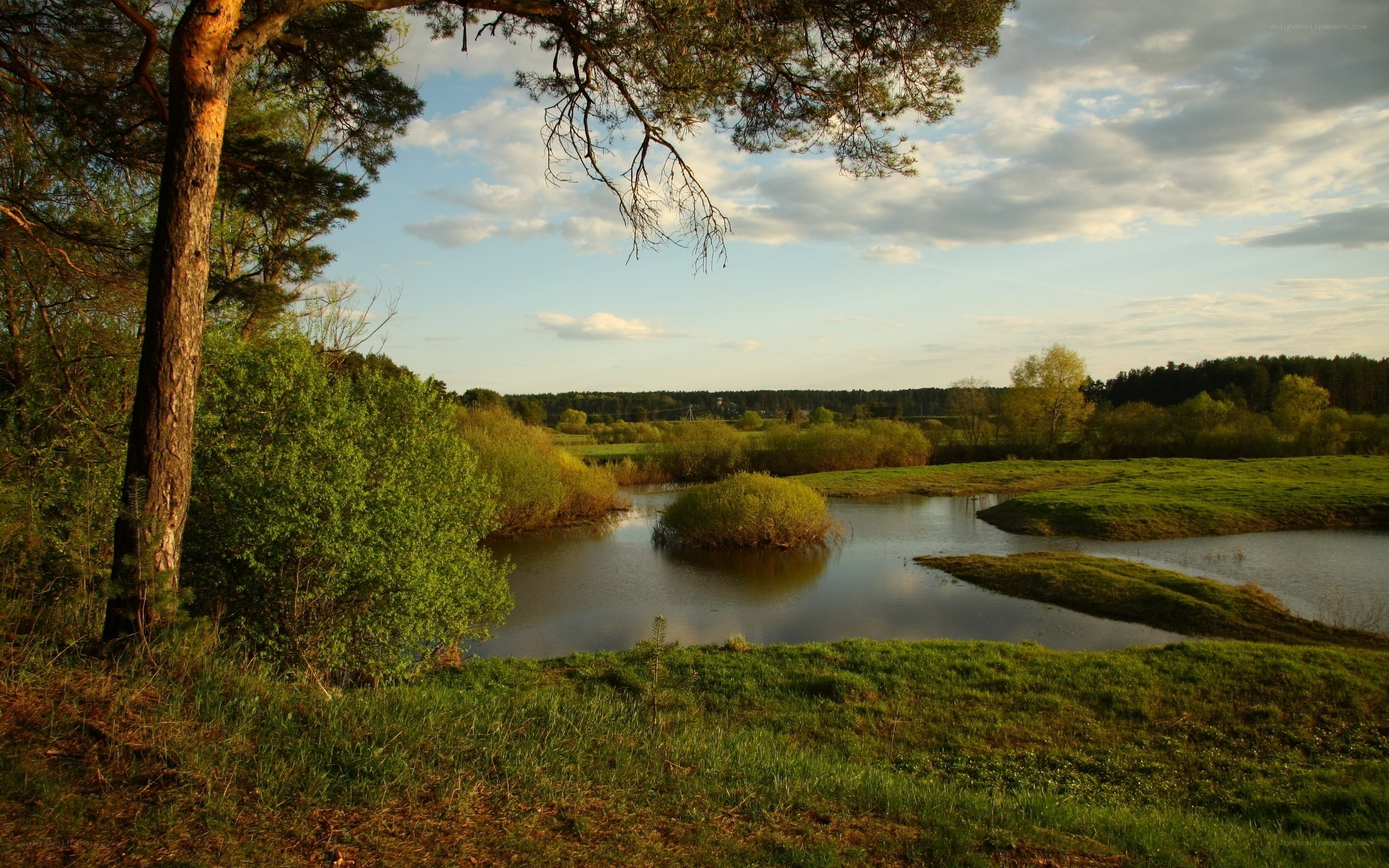 River bend in forest landscape