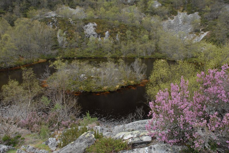 River bend with blooming heather