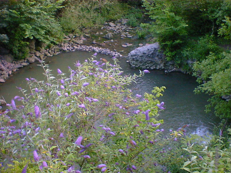 river bend with purple flowers