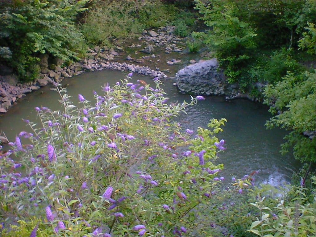 river bend with purple flowers