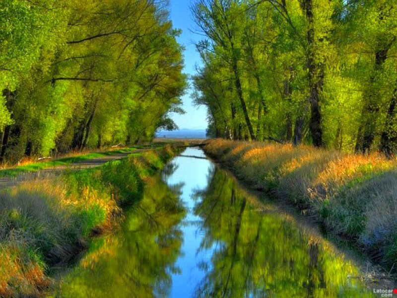 River canal in a green forest
