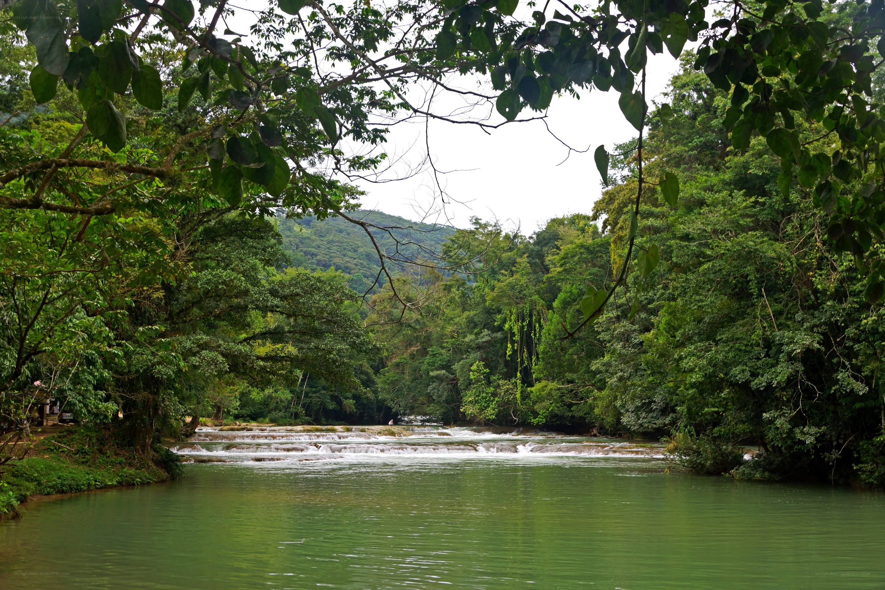 River cascading through lush forest