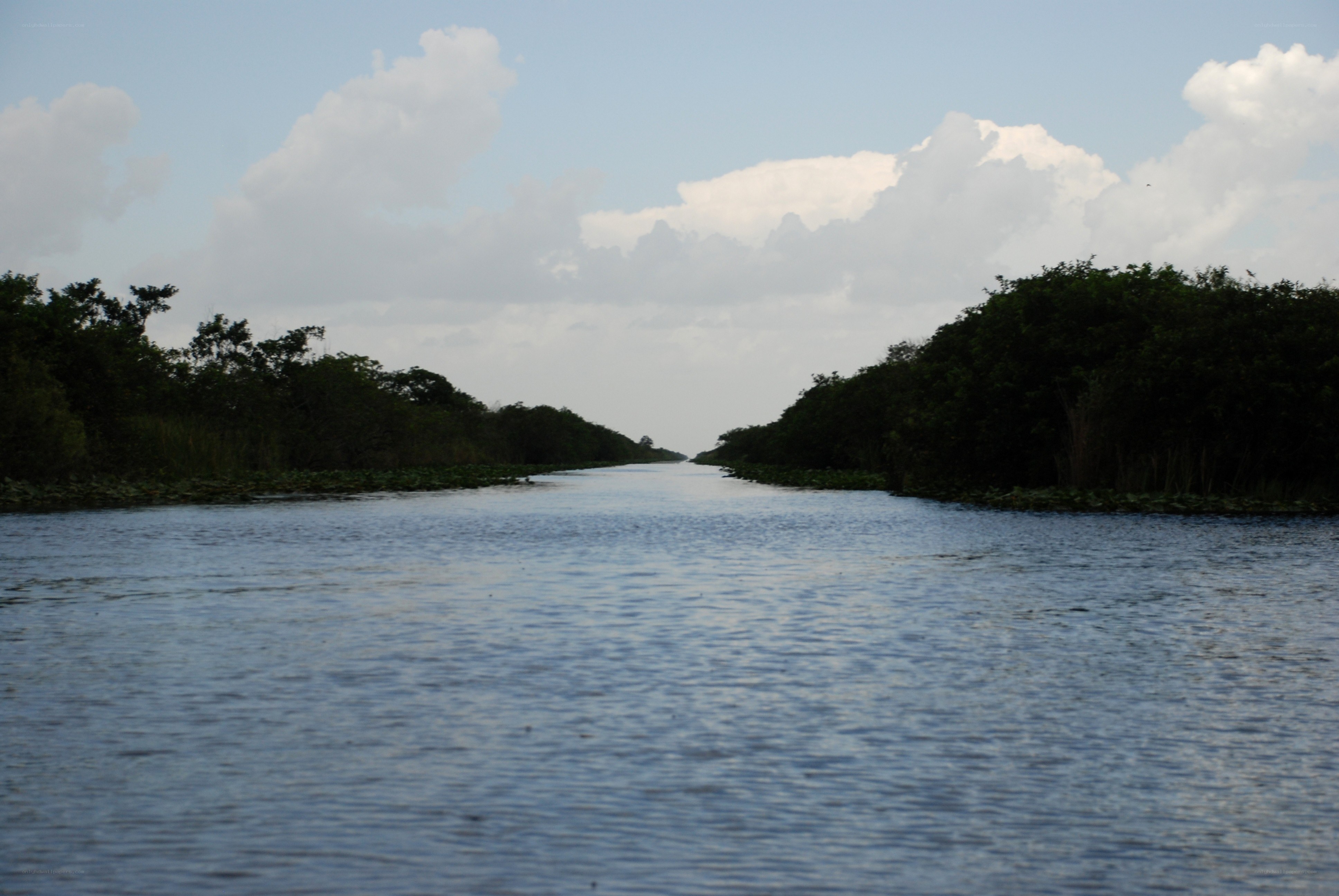 river channel through mangroves