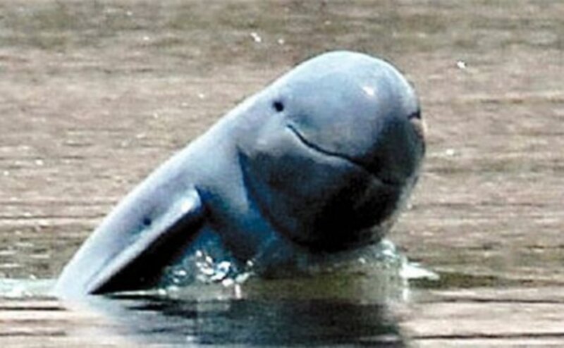 River Dolphin in Water