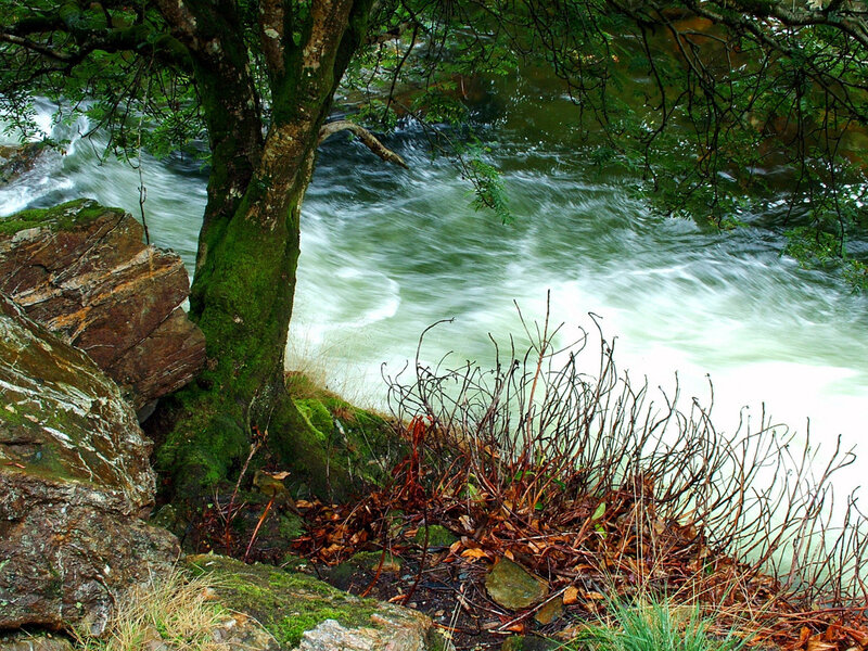 River flowing past mossy tree